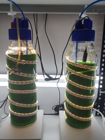 Experiments on cyanobacteria cultivation are starting