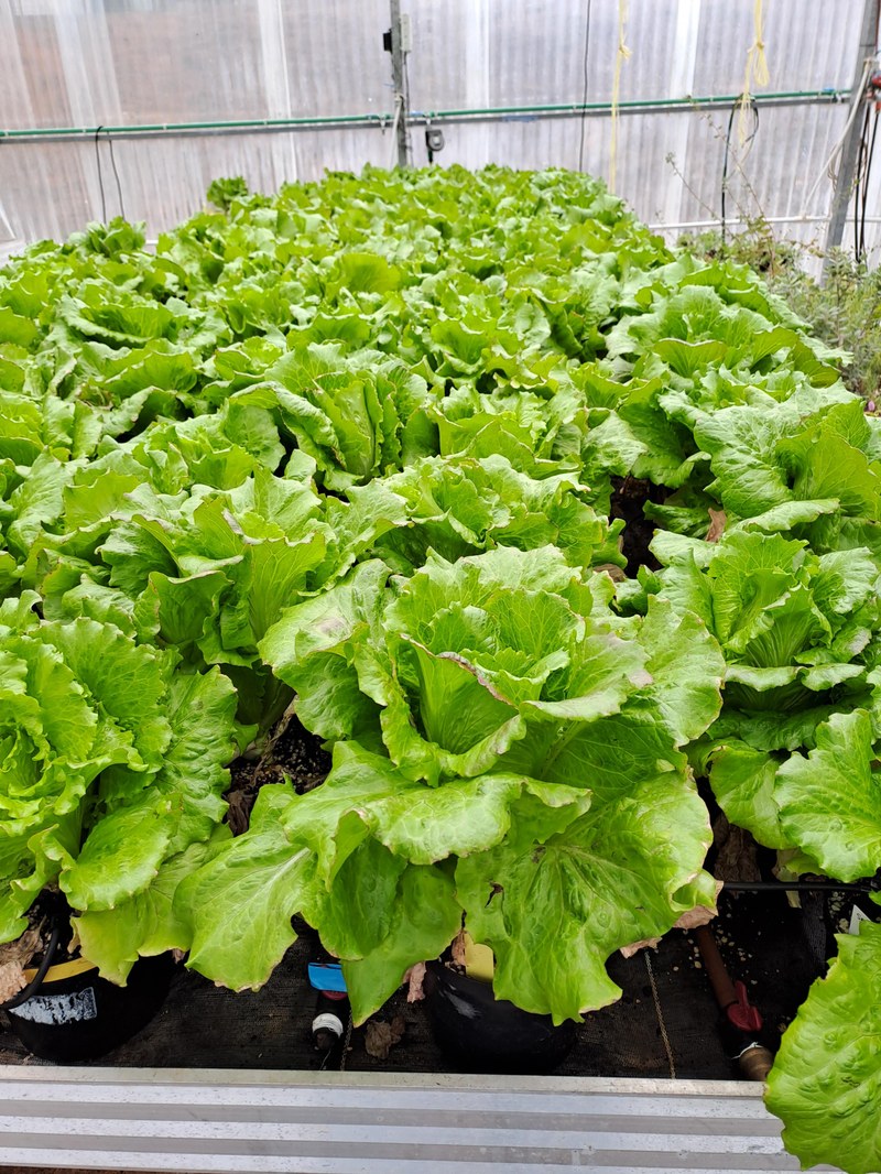 Exploring Agricultural Futures: using wastewater grown microalgae as bioestimulants for lettuce