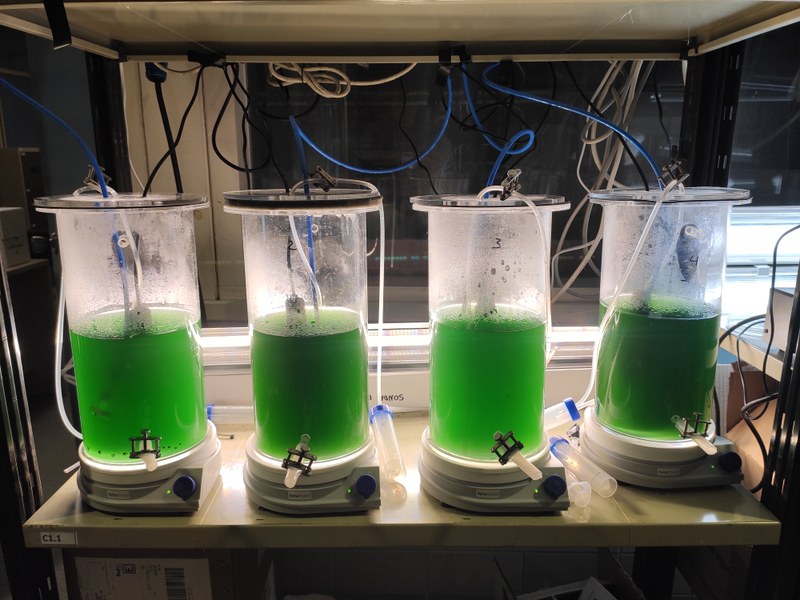Cyanobacteria growing
